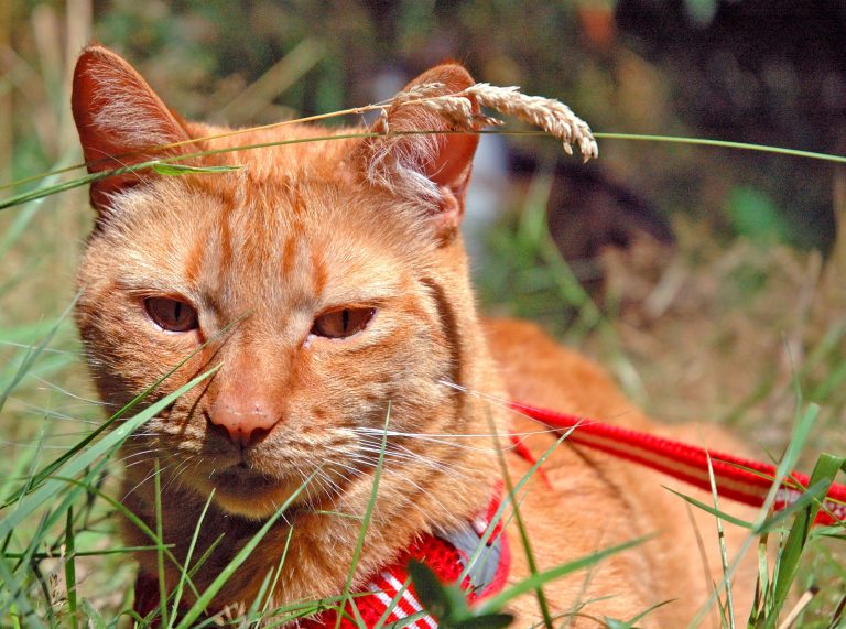 orange_cat_1