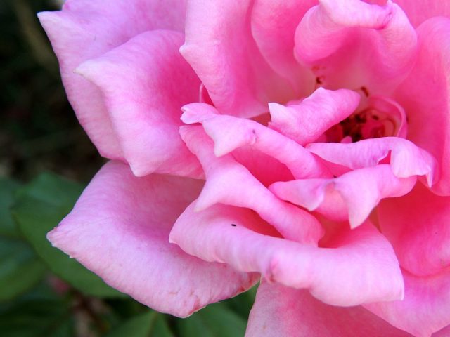 p_flower_1