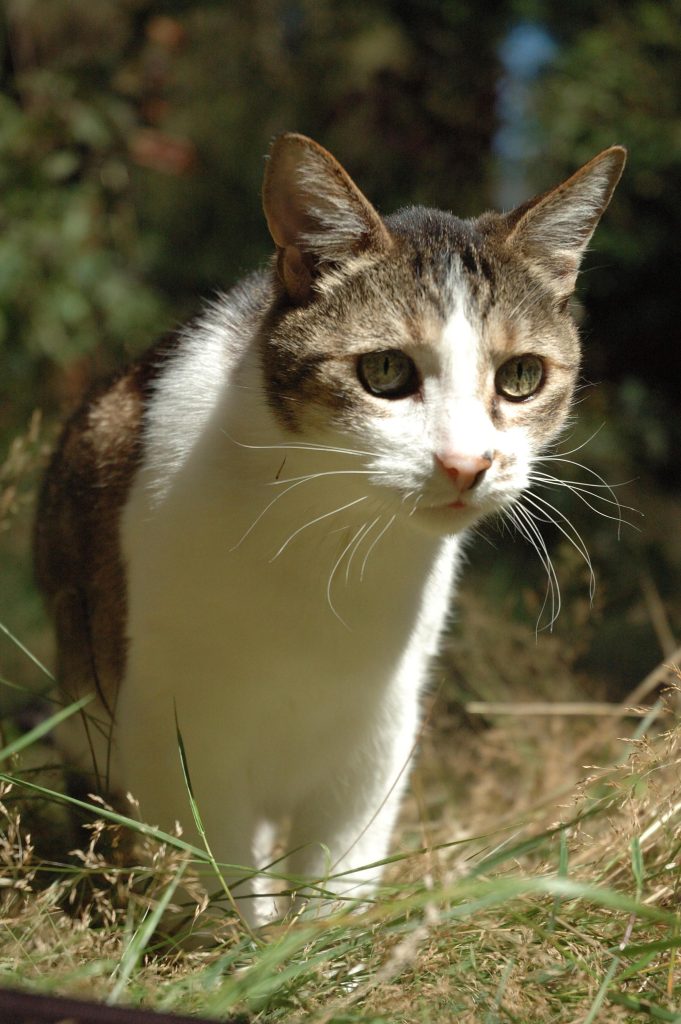 Cats