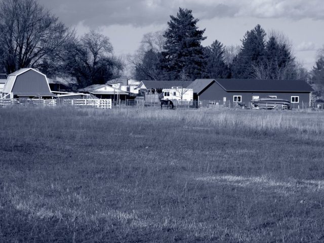 Back at the Barn Yard